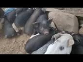 jayaram pigfarm odisha,7846937514, - YouTube