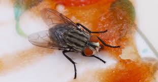 Keep moths and other bugs from. 8 Best Fly Killers In The Philippines 2021 Top Brands And Reviews