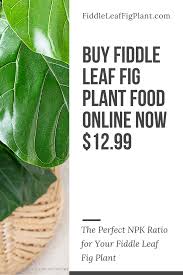 Check spelling or type a new query. The Best Npk Ratio For A Fiddle Leaf Fig Plant Is 3 1 2 This Formulation Of Plant Food Allows The Fiddle Leaf Fig To Sus Fig Plant Fiddle Leaf Fig Fiddle Leaf