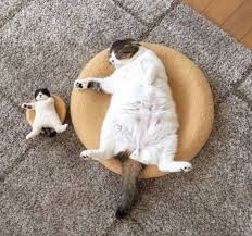 Pin On Fat Cats