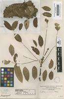 Image result for Ormocarpum schliebenii