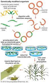 These changes can include turning off, or. Genetically Modified Organism Definition Examples Facts Britannica