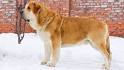 Spanish Mastiff - Wikipedia