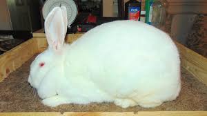 New zealand and california rabbits. New Zealand Rabbits More New Zealand Rabbit Addition To The Rabbitry Youtube