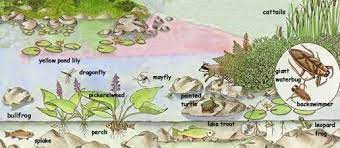 The best selection of royalty free pond animals vector art, graphics and stock illustrations. Pin By Eileen Dennis On Prek Water Lake Animals Pond Habitat Pond
