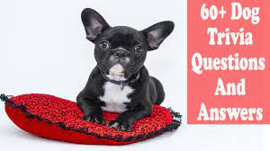 There are a number of causes, including parasites, illness or eating something they shouldn't have. 60 Dog Trivia Questions And Answers Types History