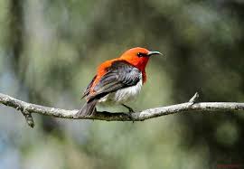 Bird With Large Beak A Small Bird With A Curved Black Beak The Male Is Bright Red And Black Above And White Below The Female Is A Dull Brown Paler Under Small Birds Bird Animals
