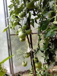 Томат «медовый спас» удивит своим вкусом даже гурманов. Medovyj Spas M Sorta Tomatov Tomat Pomidor Com Otzyvy Na Forume Katalog