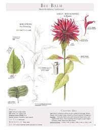 Bee Balm Plant Identification Edible Wild Plants Plants