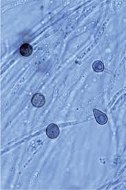 Image result for Monadenium spinulosum