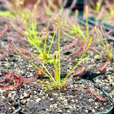 Image result for Drosera