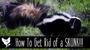 How To Get Rid Of A Skunk Has A Skunk Taken Up Residence On Your Property Find Out Ways To Get Rid Of Th Skunk How To Get Rid Of Skunks