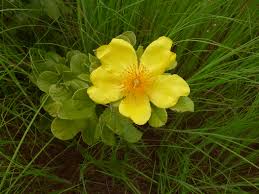 Image result for Pandiaka