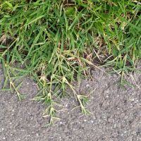 Image result for Cynodon incompletus