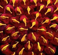 Group Of Yellow Hats Tibet Photojournalismtibet Tibetan Monk Monk Buddhist Monk