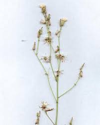 Image result for Launaea intybacea