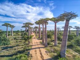 Image result for Avenue of the Baobabs