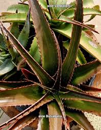 Image result for Aloe buchananii