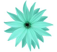 Unique pictures of turquoise background. 32 991 Turquoise Flower Photos Free Royalty Free Stock Photos From Dreamstime