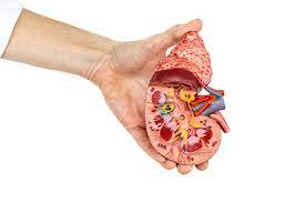 Acute Renal Failure Symptoms Complications Risk Factors Treatment Factdr