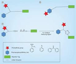 Check spelling or type a new query. Photoaffinity Labeling In Target And Binding Site Identification Future Medicinal Chemistry