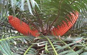 Image result for Encephalartos gratus