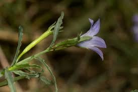 Image result for Gunillaea rhodesica