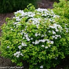 Image result for spirea japonica gold princess