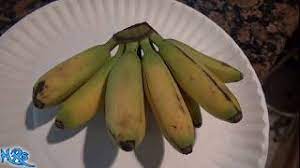 That means you'll need two large or three medium bananas to make the in this easy chocolate chip banana bread recipe, i love combining mini and regular chocolate chips. Baby Banana Musa Acuminata Lady Finger Chiquita Banana Fruit Review Youtube