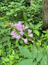 Image result for Hylodesmum