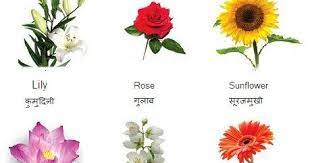 Help your child recognize and learn flower names in hindi thru pictures.गुलाब, कमल, गेंदा, चमेली. Flower Names In Hindi And English à¤¹ à¤¨ à¤¦ à¤• à¤œ Hindi Website Literary Web Patrika