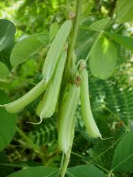 Kemudian saksi 2 (wahyu) membantu mengambil dari atas sungai, ujarnya. Giring Giring Crotalaria Pallida Nelindah Flickr