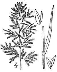 Image result for Eragrostis cilianensis