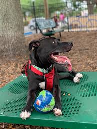 Maybe you would like to learn more about one of these? Obedience School Wikipedia