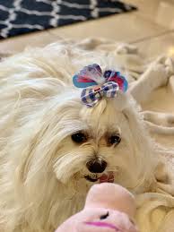 Pin De Sasha Maltese Toy Em Sasha Maltese Toy Filhotes Deco