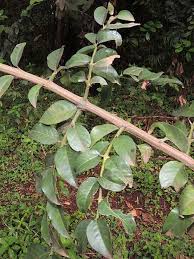 Image result for Catunaregam