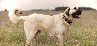 Kangal Kopegin Bilinmeyen Yonleri Ve Tum Ozellikleri