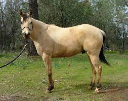 The horse has a tan or gold colored coat with black points (mane, tail, and lower legs). Line Back Dun Horses Animals Background Wallpapers On Desktop Nexus Image 428597
