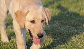 Labrador puppies for sale los angeles. Foster Program Texas Sporting Breed Rescue Save A Life Retrieve A Friend Golden Labrador Dfw Lab Pointer Setter Spaniel