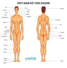 The parts of the body that play a role in reproduction, getting rid of waste products in the form of urine, or both. Male Body Parts Name