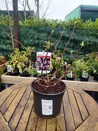 Image result for Deutzia hybrida Pink Pompon