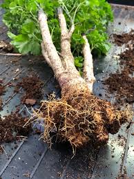 Image result for Polyscias kivuensis