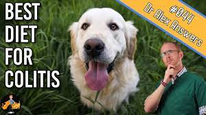 Knowing the risk factors and the symptoms will help you spot. What To Feed A Dog With Colitis Cure Their Diarrhea Dog Health Vet Advice Youtube