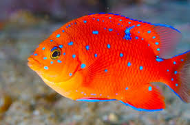Starfish (or sea stars) are beautiful marine animals found in a variety of colors, shapes, and sizes. Beautiful Sea Creatures Sea Animals Marine Fish