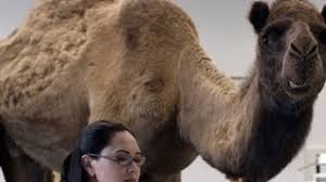 The voice of geico's hump day camel. Hump Day Commercial Creators Talk About Their Wildly Successful Ad Youtube