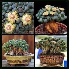 Maybe you would like to learn more about one of these? Succulent Echeveria Agavoidesbluegrey Drought Tolerant Succulent Seeds Rare Cactus Living Stones Outdoor Gardening Home Living Kromasol Com