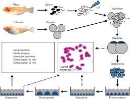 How long is the incubation period for animal cell culture? Derivation And Characterization Of Haploid Embryonic Stem Cell Cultures In Medaka Fish Nature Protocols