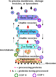 It is not surrounded by a. The Golgi Apparatus