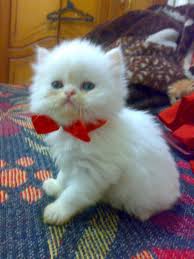 Http Imagess Net صور قطوه للبيع قطط صغيرة باسعار مناسبة Http Imagess Net Baby Cats Cats Cute Cats