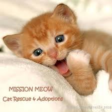 See more of meow cat rescue on facebook. Mission Meow Cat Rescue And Adoptions Mission Meow Cat Rescue And Adoptions Inc Facebook